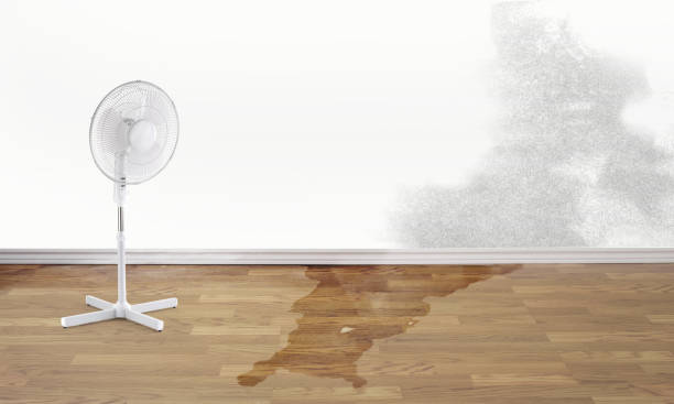 Best Water damage contractors near me  in Bargaintown, NJ